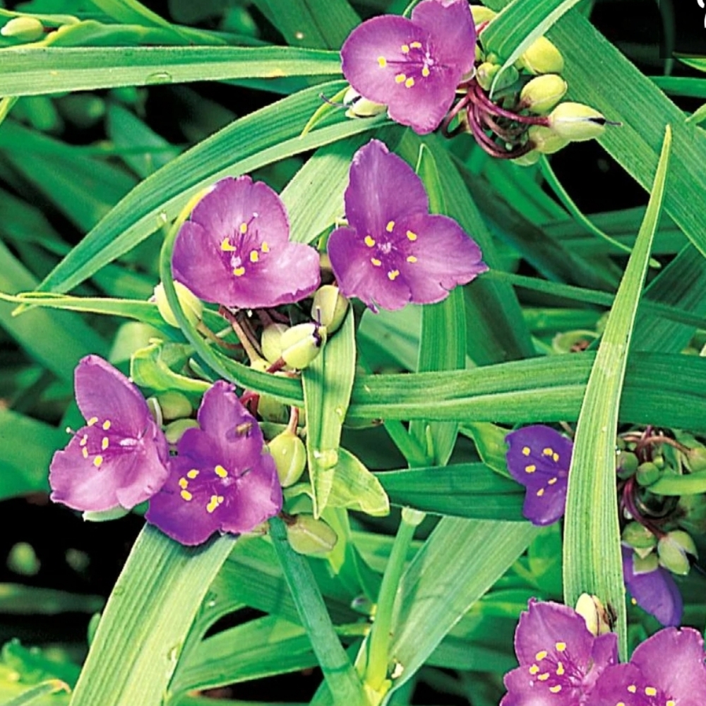Pink Spiderwort.  25 plants $20 - Picture 3 of 5